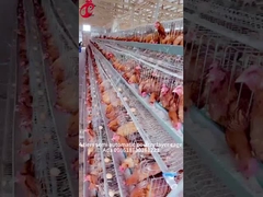 Automatic Manure Removal And Feeding Poultry Farm Layer Cage A Type Ada