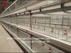 Turnkey Project H Type Automated Layer Cages Equipment For 50000 Birds Farm Star