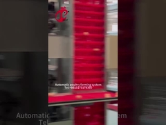 Automatic Layer Egg Collection A Type Chicken Cage For Poultry Farm Rose