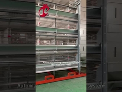 Layer Poultry Farm Equipment 4 Tier Chicken Cage 2.40m* 2.60m* 2.0m  Rose