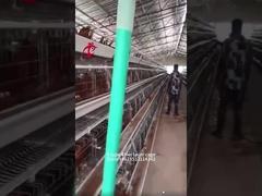 A Or H Type 3 Or 4 Tier Chicken Battery Cage For Poultry Chicken Farm Doris