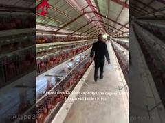 500 To 30000 Birds Layer Battery Cage System For Poultry Farming Star