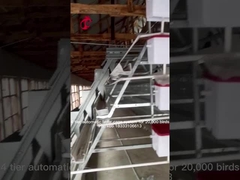96 Birds Automatic Chicken Cage Equipment Battery Egg Layer Cage For Laying Hens In Nigeria Iris