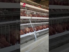Galvanized A Type 3 / 4 Tier Chicken Layer Battery Cage For Poultry Chicken Farm Doris