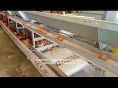 H Type 30000 Birds Automatic Egg Layer Chicken Cage With Manure Conveyor Belt Ada
