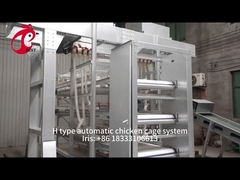 25 Years 90-200 Chickens Automatic Chicken Feeding System With Automatic Drinker Iris