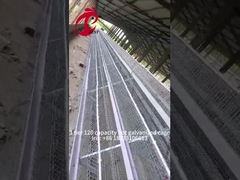 Semi Automatic Poultry Layer Cage 15000 Birds Manual Poultry Cage In Nigeria Iris