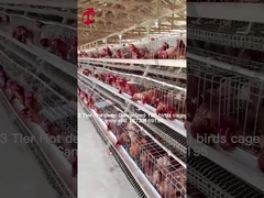 Layer Farming Use 2 Tier Battery Cage Poultry House Hot Dip Galvanized Sandy