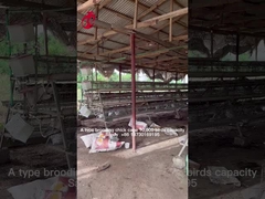 Rearing Cage Poultry Farm Brooder Breeding Equipment Sandy