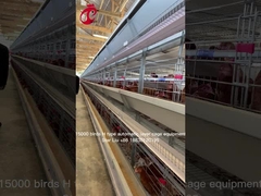 Computer Controlled Raising Automatic Chicken Cage Equipment Star