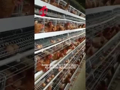 Discount A Type Poultry Battery Cage For Layer Sale 160 birds In Zambia Adela