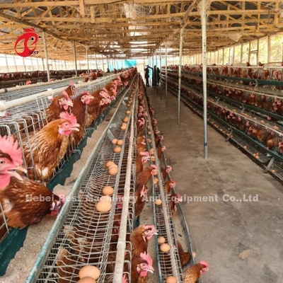 3 Tier Or 4 Tier Poultry Battery Cage System For Layers Iris