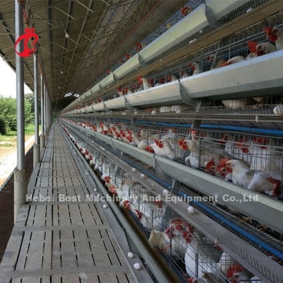 A Or H Type Layer Battery Cage System For 1000 To 20000 Birds Poultry Farm Iris