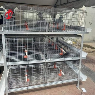 A Or H Type Broiler Chicken Cage 96 Matured Broilers Capacity Emily