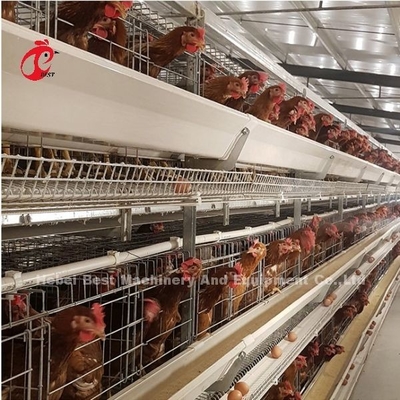 Fully Automatic 100 Chickens Poultry Battery Cage System H Type Hot Galvanized Adela