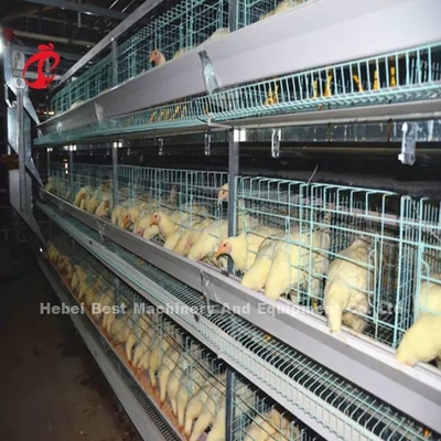Intelligent Poultry Battery Cage System Semi Automatic And Automatic For Broilers Iris