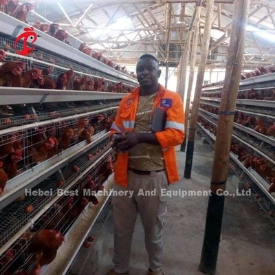 Chicken Farm 3 Tier Battery Cage System In Poultry Sandy