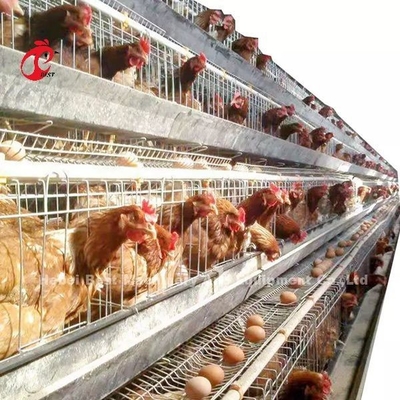 A Type Layer Battery Cage System In 5000 Laying Eggs Chicken Farm Mia