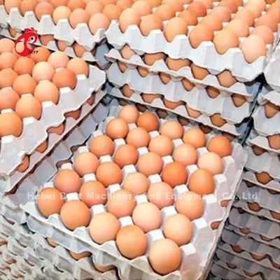 A Type Layer Battery Cage System In 5000 Laying Eggs Chicken Farm Mia