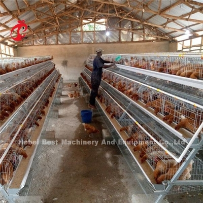 Automatic Drinker Feeder Poultry Chicken Cages 10000 Egg Layer Ada