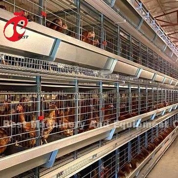 A Or H Type Automatic Chicken Cage Equipment Of Feeding Hopper Egg Collection System For 35,000 Birds Doris