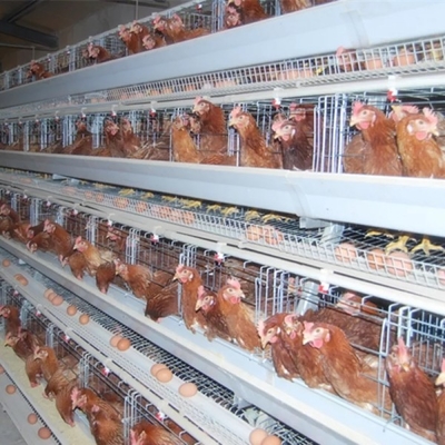 110kg Galvanized Steel Automatic Chicken Layer Cage Battery Layer Cage Doris