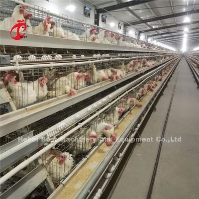 Automatic Electric Control Poultry Layer Cage System 4 Tier Farm Design Ada