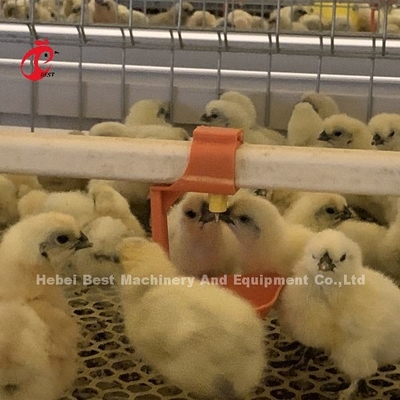 Practical 380V Chick Brooder Cage For Day Old Layer Grower Chicks In Africa Farm Iris