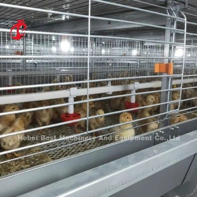 BEST Galvanized Automatic H Type Chicken Farm Broiler Cage System Adela