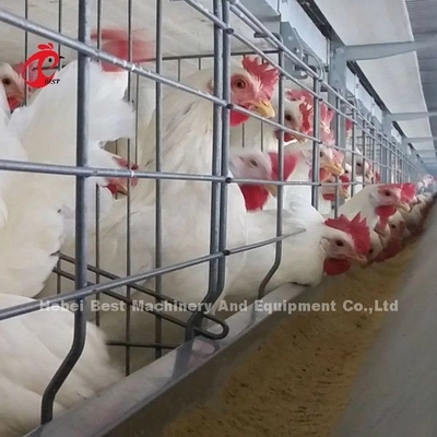 Automatic Feeding  Broiler Battery Cage System For Farming  Save Space Emily