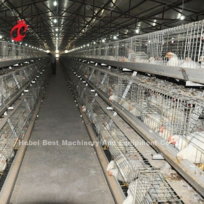 Stable A Or H Type Meat Broiler Cage System Fully Automatic Chicken Cage Doris Shi