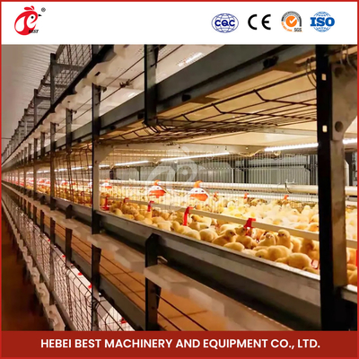 High Durability Poultry Broiler Chicken Cage System 112 Birds  Iris