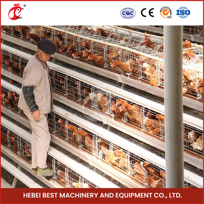 A Type Full Automatic Chicken Cage Equipment For 20,000 Capacity Poultry Farm Sandy