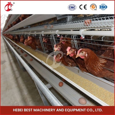 Poultry Farming Customized Chicken Battery Cage 100kg Weight Mia