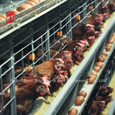 200 Birds Automatic Chicken Battery Cage For Sale Egg Layer Cage Farm Ada