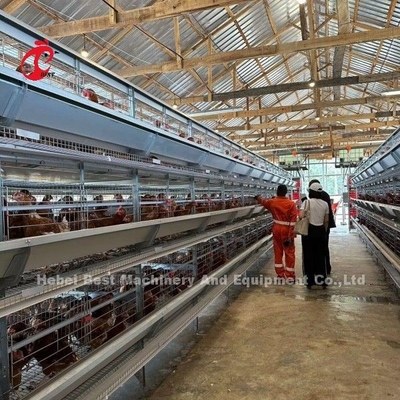 Imported Galvanized Cage System Of Poultry Rearing For Layer H Type Doris