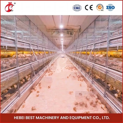 H Type Farming Chick Brooder Cage Full Automatic Feeding System Rose