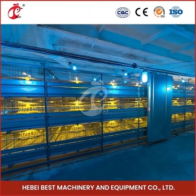 Space Saving Automatic Broiler Cage System For 120-200 Chickens Rose