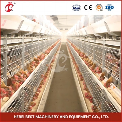 Space Saving Automatic Broiler Cage System For 120-200 Chickens Rose