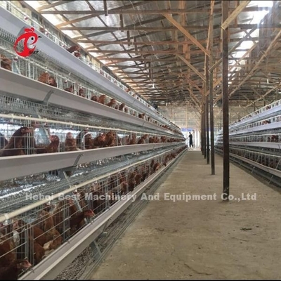 3 Tiers 40cm Cell Height Layer Battery Cage System For Improved Layer Productivity Iris