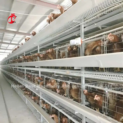 A Or H Type Automatic And Manual Poultry Farming Cage System Design For Chicken Poultry Farming Sandy