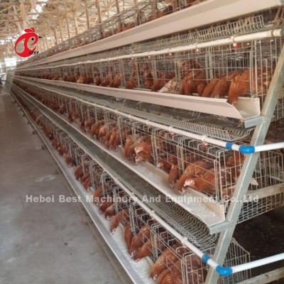 Automatic Electric Control Poultry Layer Cage System 4 Tier Farm Design Ada