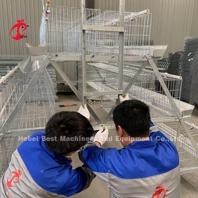 A Type Chicken 128 birds Poultry Chicken Battery Cage System Hot Dipped Galvanized For Nigeria Farm  Doris