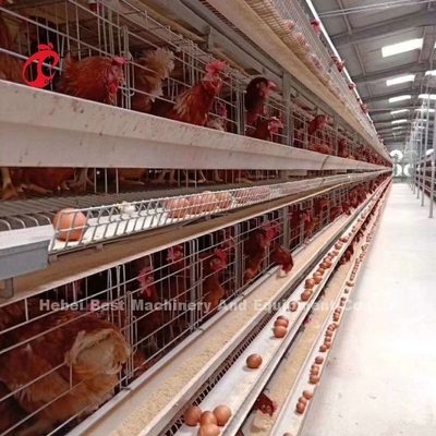 New Design H Type Automatic Chicken Cage System 96-200 Birds Capacity For Poultry Farming Emily Wang