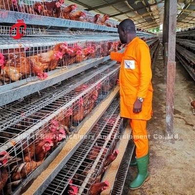 Top Layer Battery Cage System For Chicken Farming 96-200 Birds Robust Wire Construction Iris