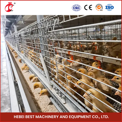 20-25 Years Lifespan Poultry Breeding Cage System Poultry Raising Cage System Star