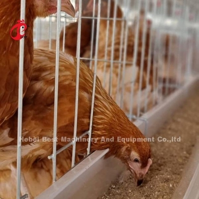 Layer Cage System Perfect Solution For Poultry Industry Capacity 2-4 Birds/Cell Adela