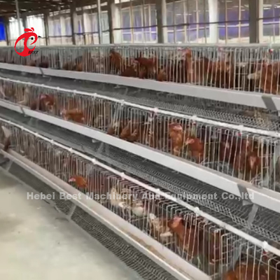 Layer Cage System Perfect Solution For Poultry Industry Capacity 2-4 Birds/Cell Adela