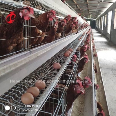 Africa Hot Galvanized 4 Tiers Poultry Layer Battery Cage 25 Years Lifespan For Sale For Layers Farm  Emily