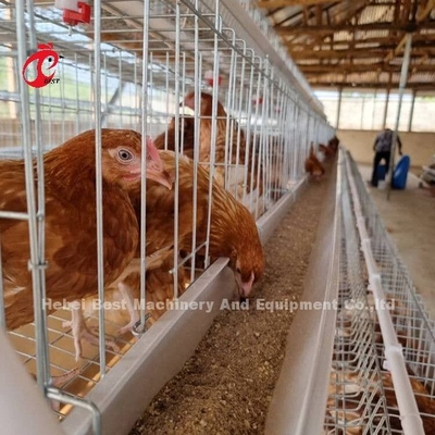 Best A Type Chicken Cage 500 Birds For Layers Poultry Farming Chicken Cage Sandy